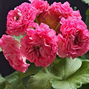 러시아제라늄--UG 돈후안