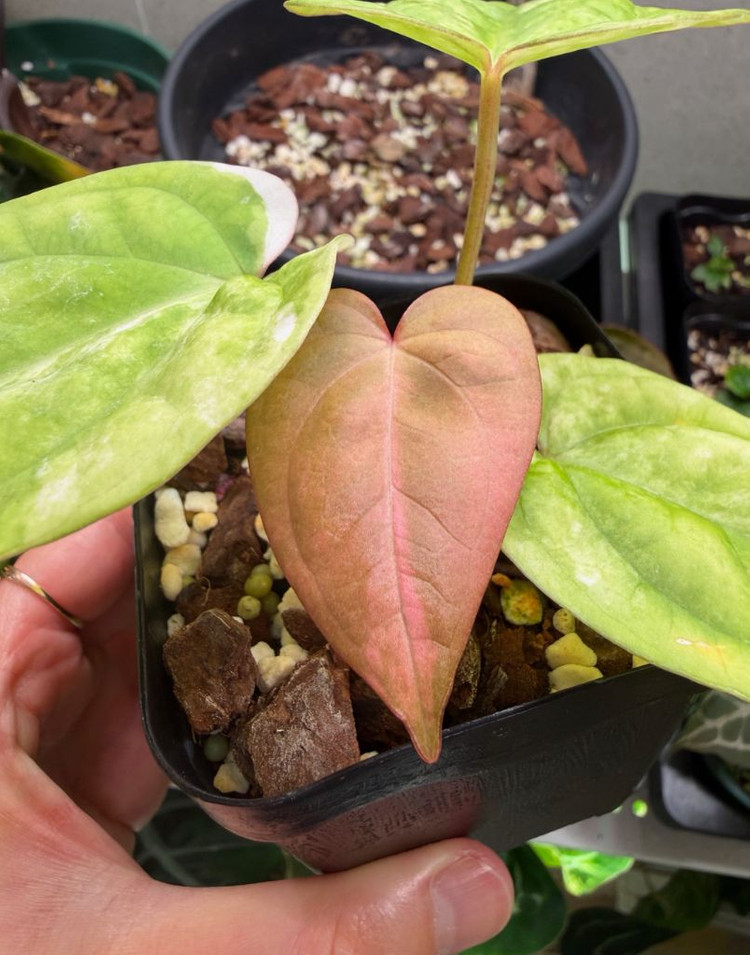 안스리움 럭셔리안스 하이브리드 바리에가타--1