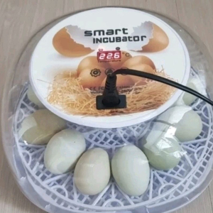 병아리 12알 부화기