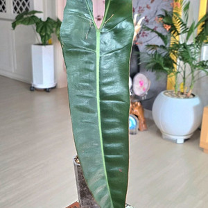 필로덴드론 빌리에티에 (자이언트)