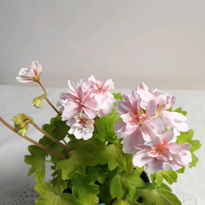 러쉬무어 골든걸 스텔라 제라늄