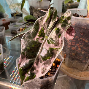 알로카시아 산데리아나 푸세이도 핑크 바리