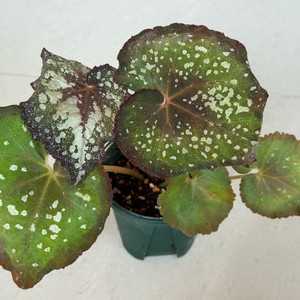 베고니아 퍼플컬리스타더스트