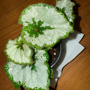 베고니아 허리케인