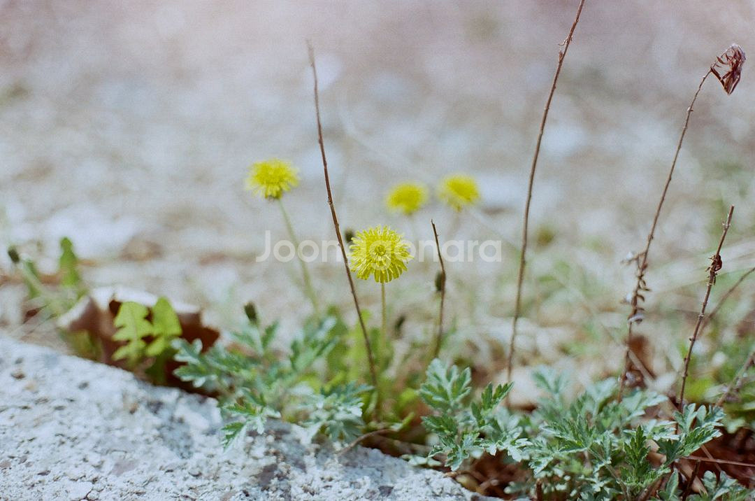 캐논 AE-1 필름카메라--5