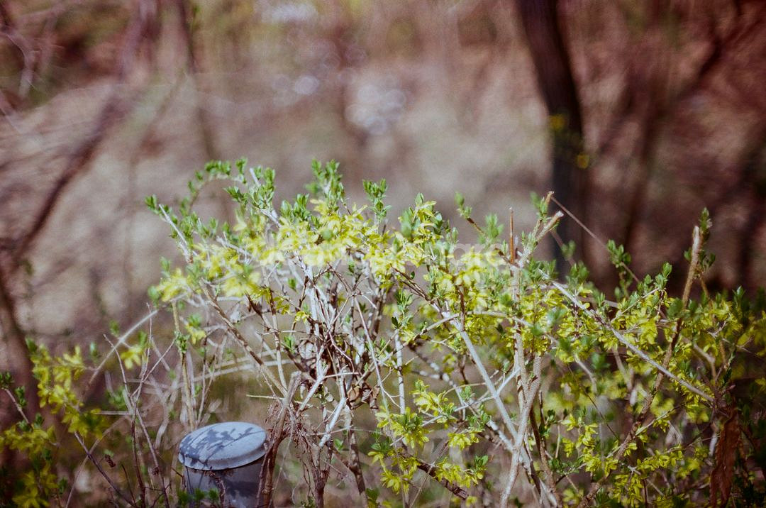 캐논 AE-1 필름카메라--6