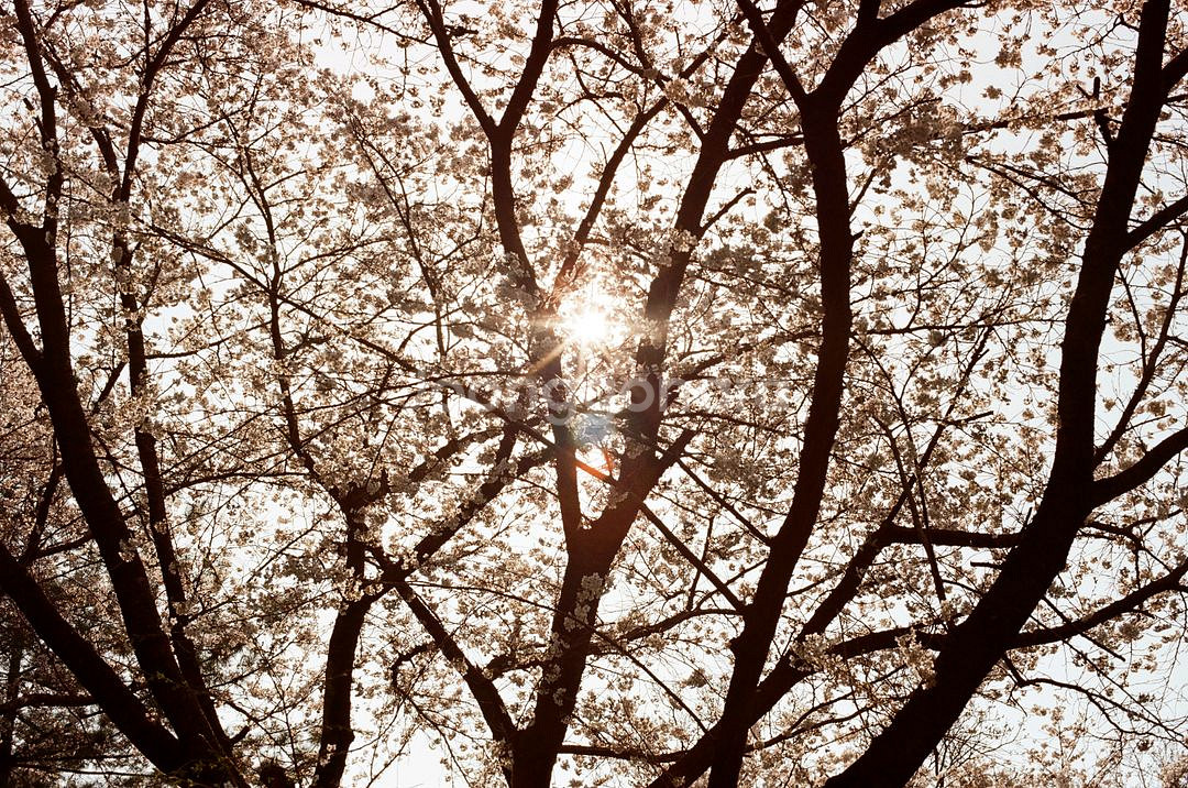 캐논 AE-1 필름카메라--8