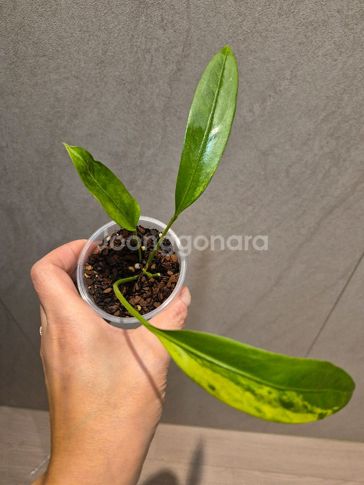 안스리움 비타리폴리움 바리에가타--0