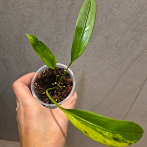 안스리움 비타리폴리움 바리에가타