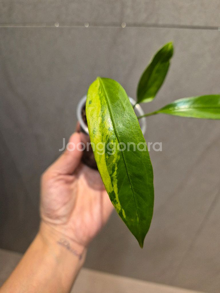 안스리움 비타리폴리움 바리에가타--1