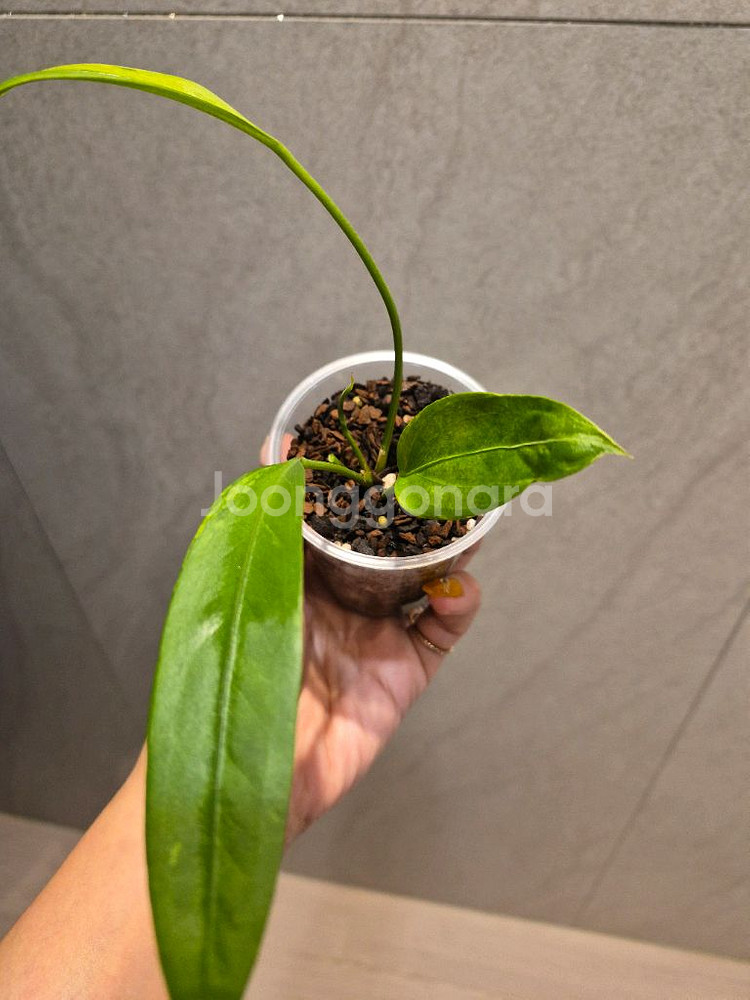 안스리움 비타리폴리움 바리에가타--2