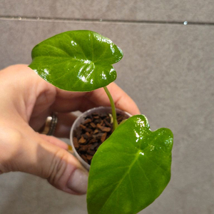 알로카시아 오도라 바리에가타