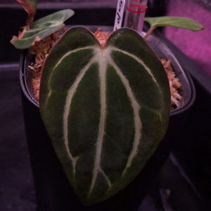 안스리움 칼라블랙키