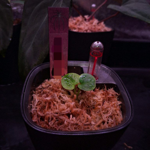 안스리움 드레스러리 (그랜트)