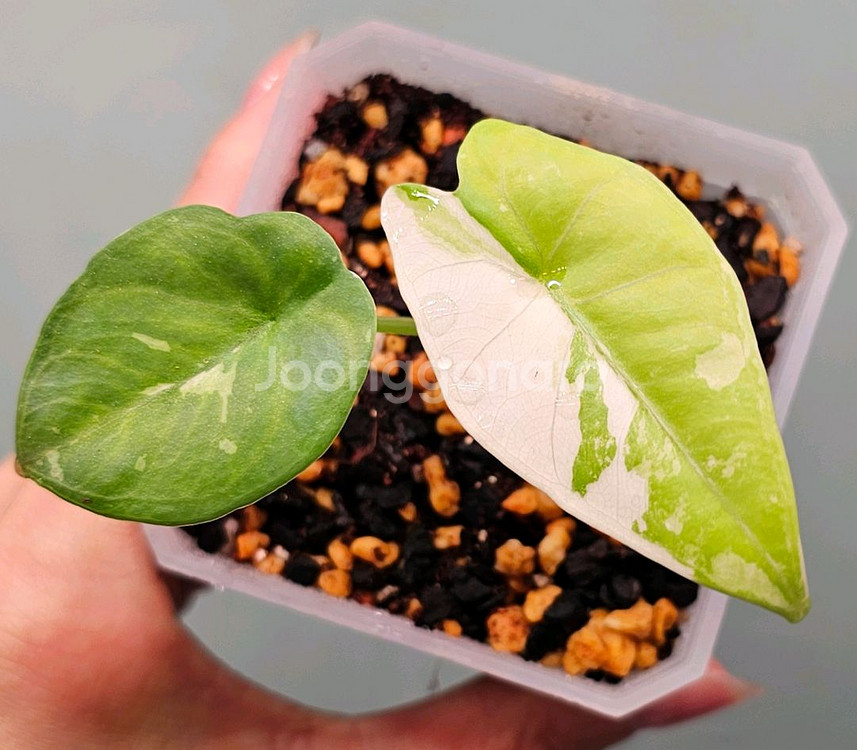 알로카시아 스카브리어스큘라 핑크--0