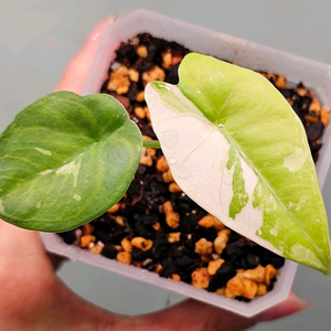 알로카시아 스카브리어스큘라 핑크