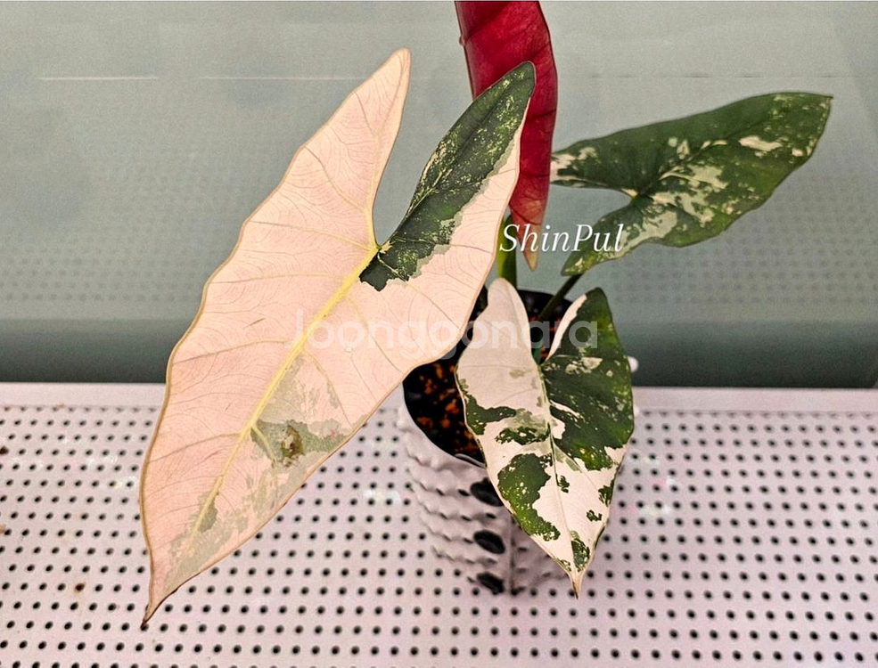 알로카시아 스카브리어스큘라 핑크--1