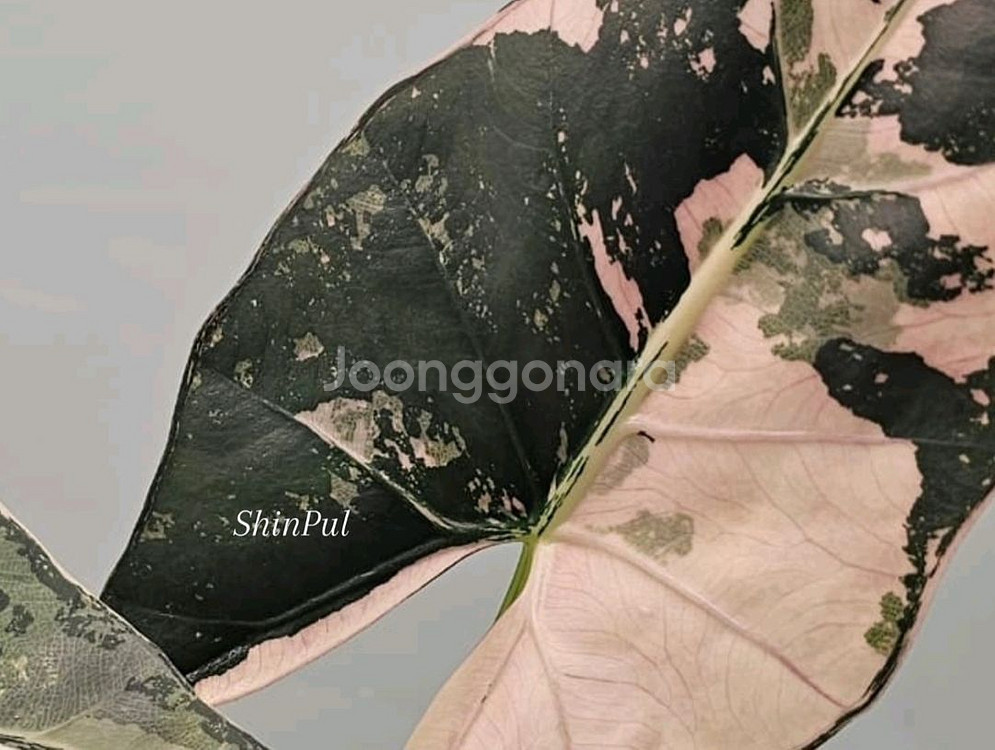 알로카시아 스카브리어스큘라 핑크--2