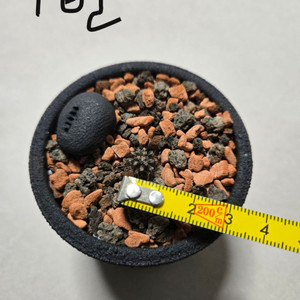 율성옥 Copiapoa griseoviolacea 코피아포아 선인장