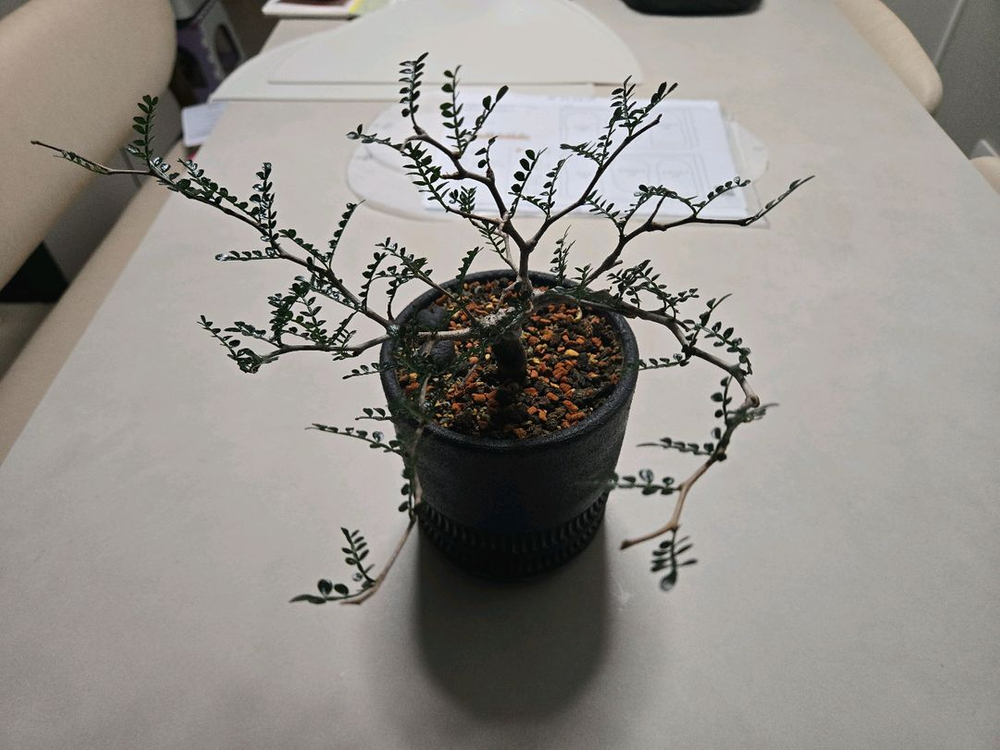 파키푸스 구근번식개체--1