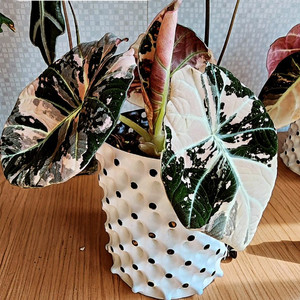 알로카시아 블랙벨벳 핑크 바리에가타 분양