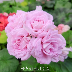 아츠히메미쿠스