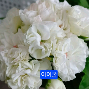 러시아제라늄 아이굴