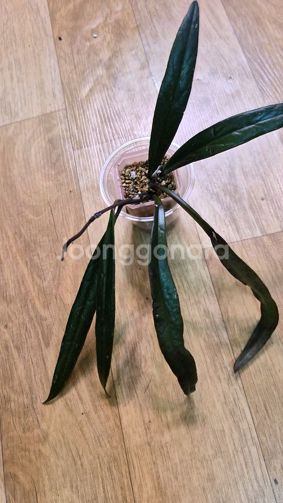 호야 슐라웨시아나--0