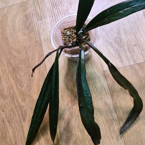 호야 슐라웨시아나