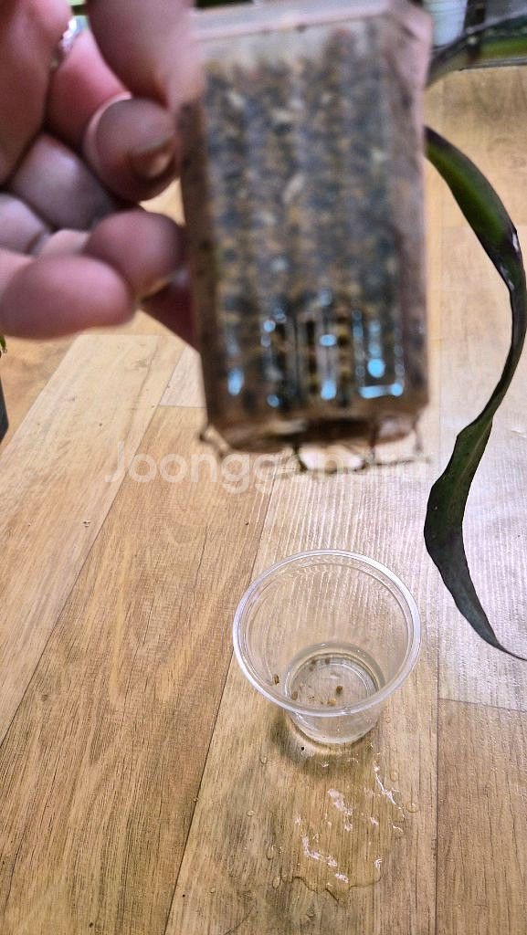 호야 슐라웨시아나--1