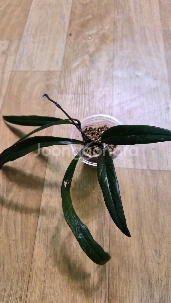 호야 슐라웨시아나--2