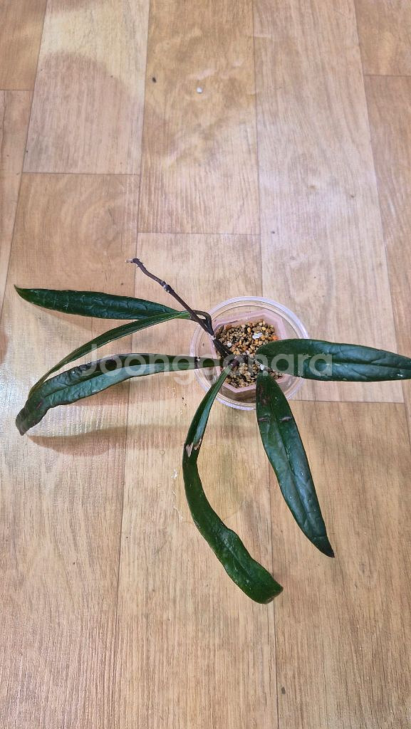 호야 슐라웨시아나--3