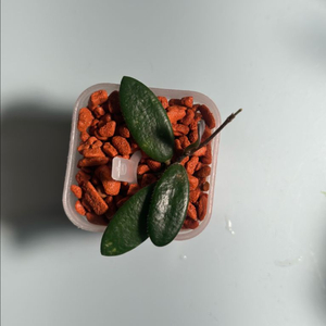 호야 스펙타티시마