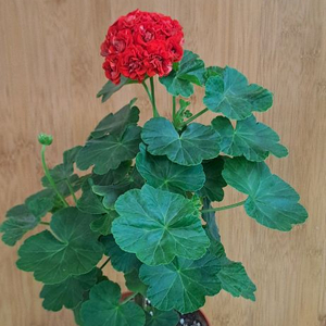 보른흘름 제라늄 중대품