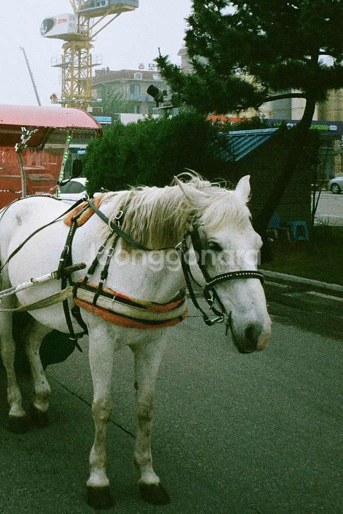 코니카 빅미니 301--5