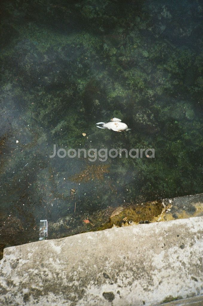 코니카 빅미니 301--6