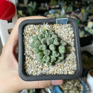 코노피튬 파가에 군생