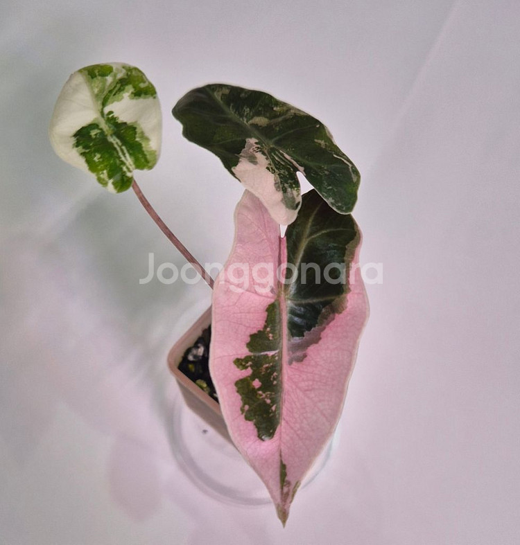 알로카시아 푸세이도화이트핑크 바리에가타 푸세우도핑크--0