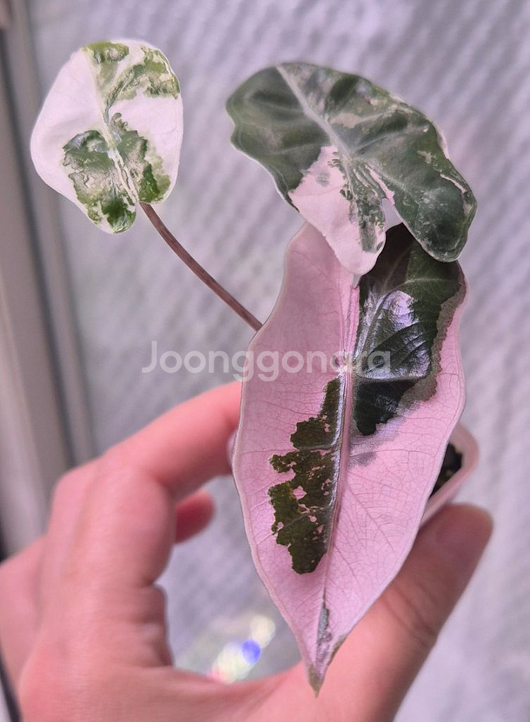 알로카시아 푸세이도화이트핑크 바리에가타 푸세우도핑크--1