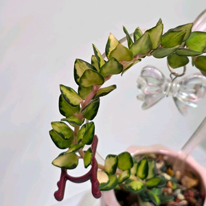 호야 칭흥엔시스 바리에가타 (알로x안스x)