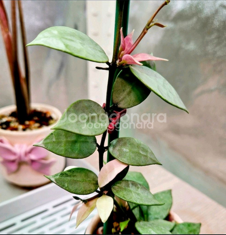 호야 다이아몬드 스파클링 (알로x안스x)--0