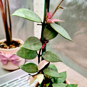 호야 다이아몬드 스파클링 (알로x안스x)