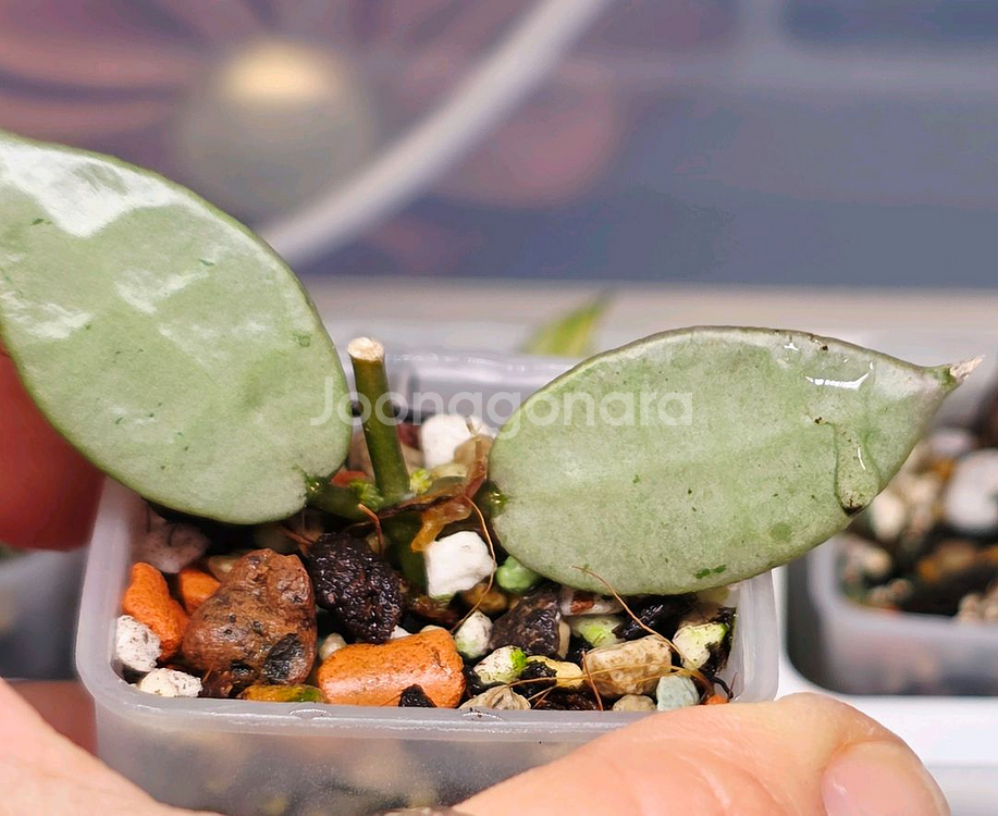 호야 다이아몬드 스파클링 (알로x안스x)--1