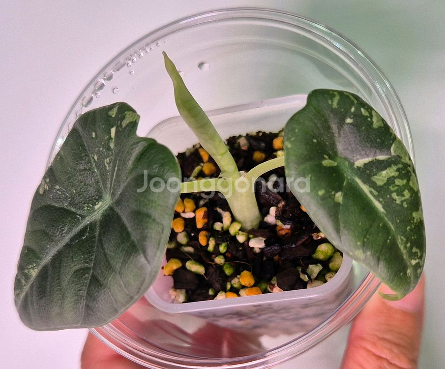 알로카시아 마하라니 바리에가타--0