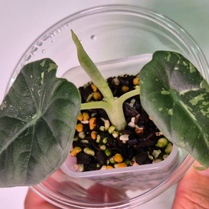 알로카시아 마하라니 바리에가타