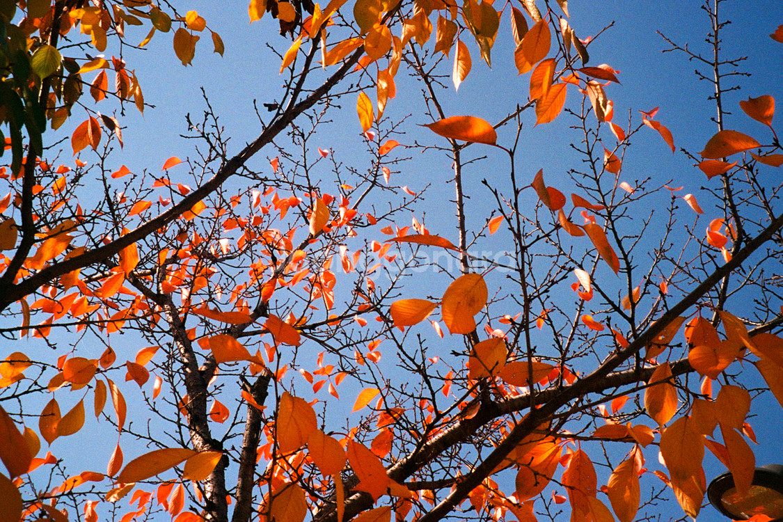 펜탁스 에스피오 170 SL--6