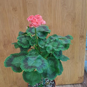 유지스페르세이 러시아 제라늄 중대품