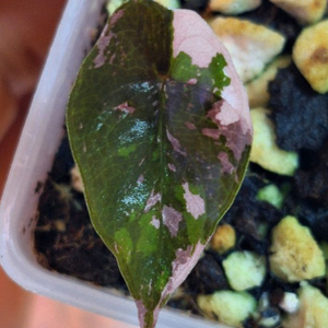 알로카시아 찬트리에 핑크