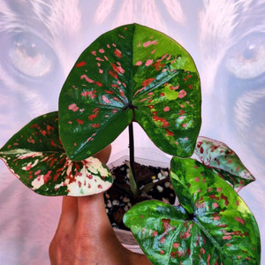 칼라디움 억만장자