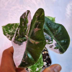 알로카시아 푸세우도 핑크